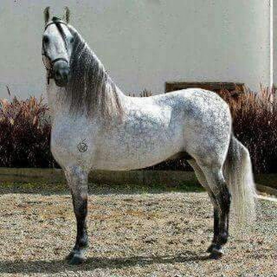 Лошади породы Фасо фино