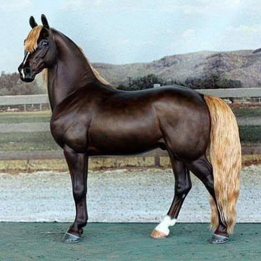 Каспар порода лошадей