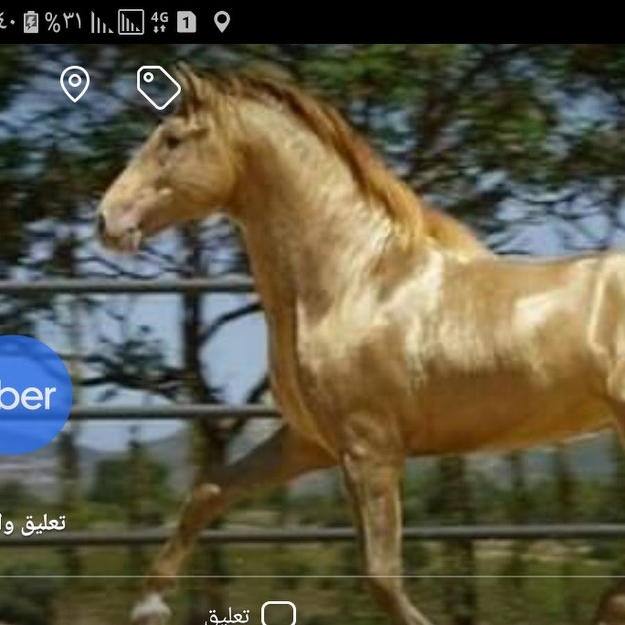 Ахалтекинская лошадь масти шампань