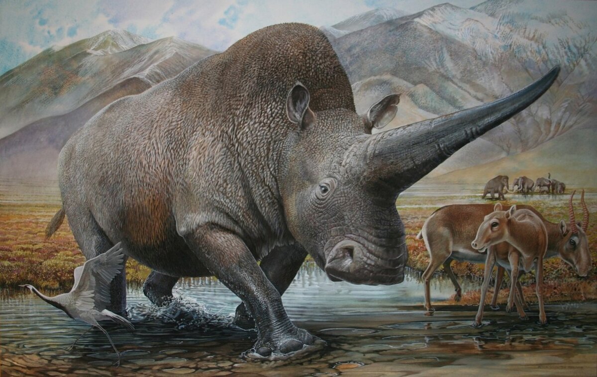 Эласмотерий Сибирский Единорог