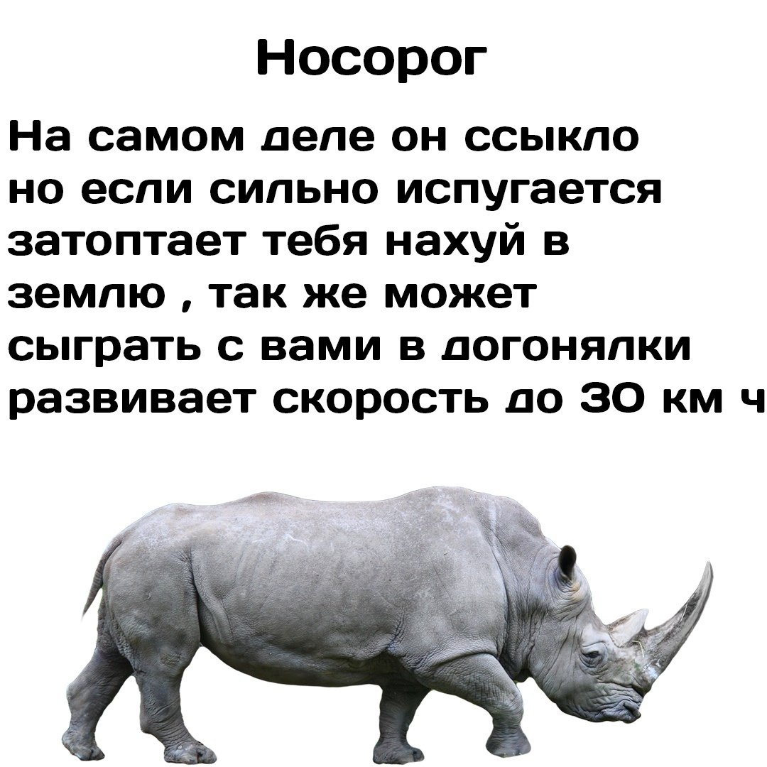 Эволюция носорога