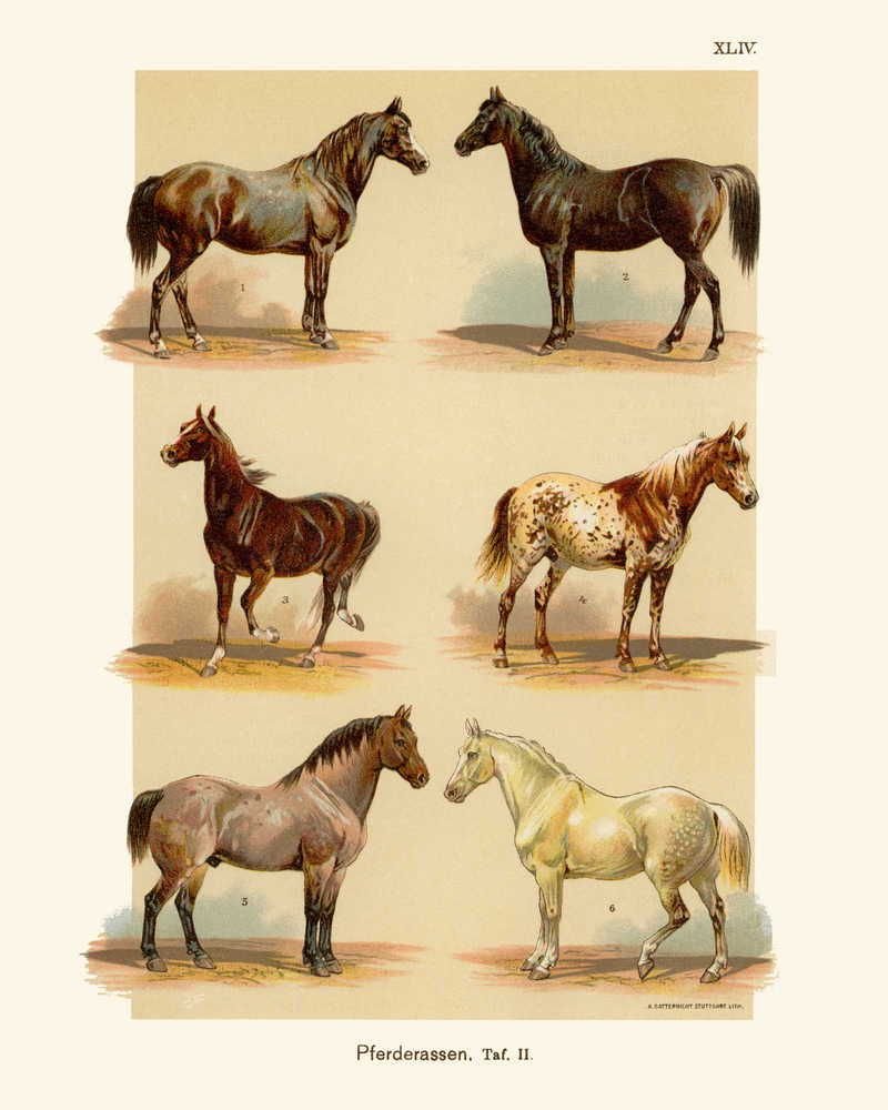 Ахалтекинская порода вороной масти