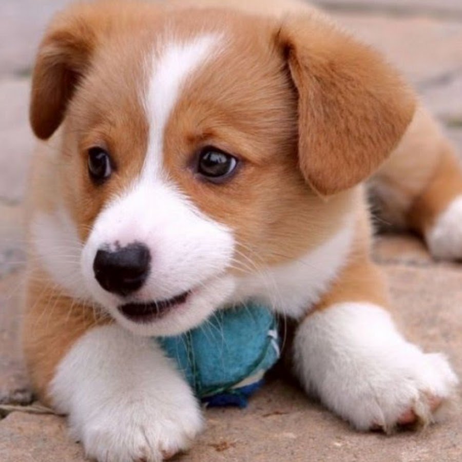 Паппи порода собак