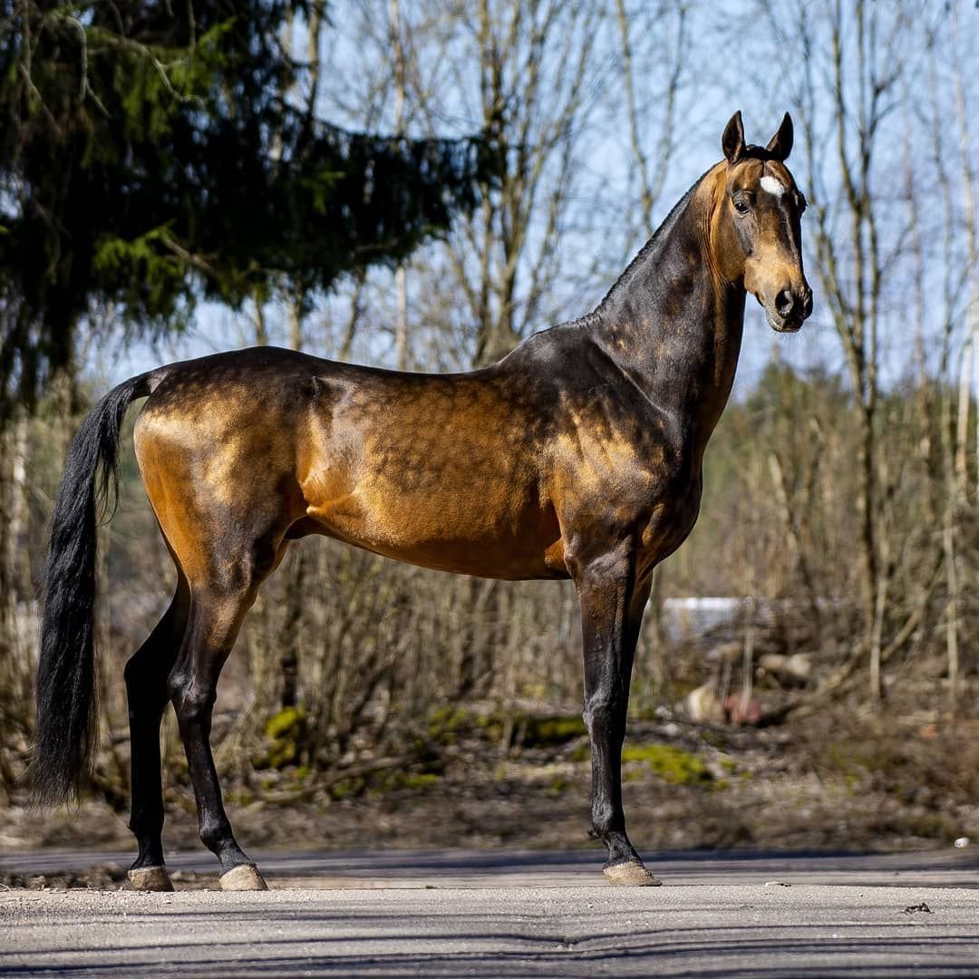 Варварийская порода лошадей