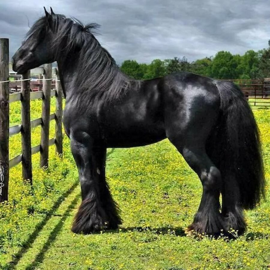 Английская чистокровная лошадь масти