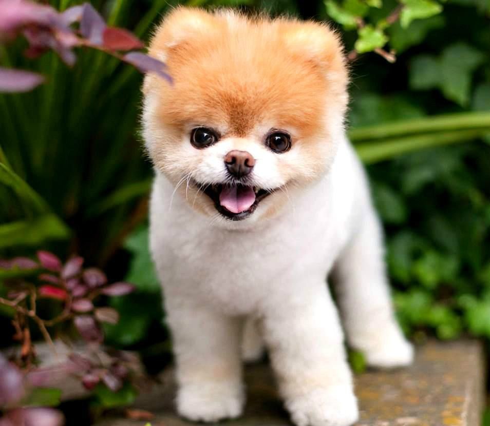 Померанский шпиц Boo