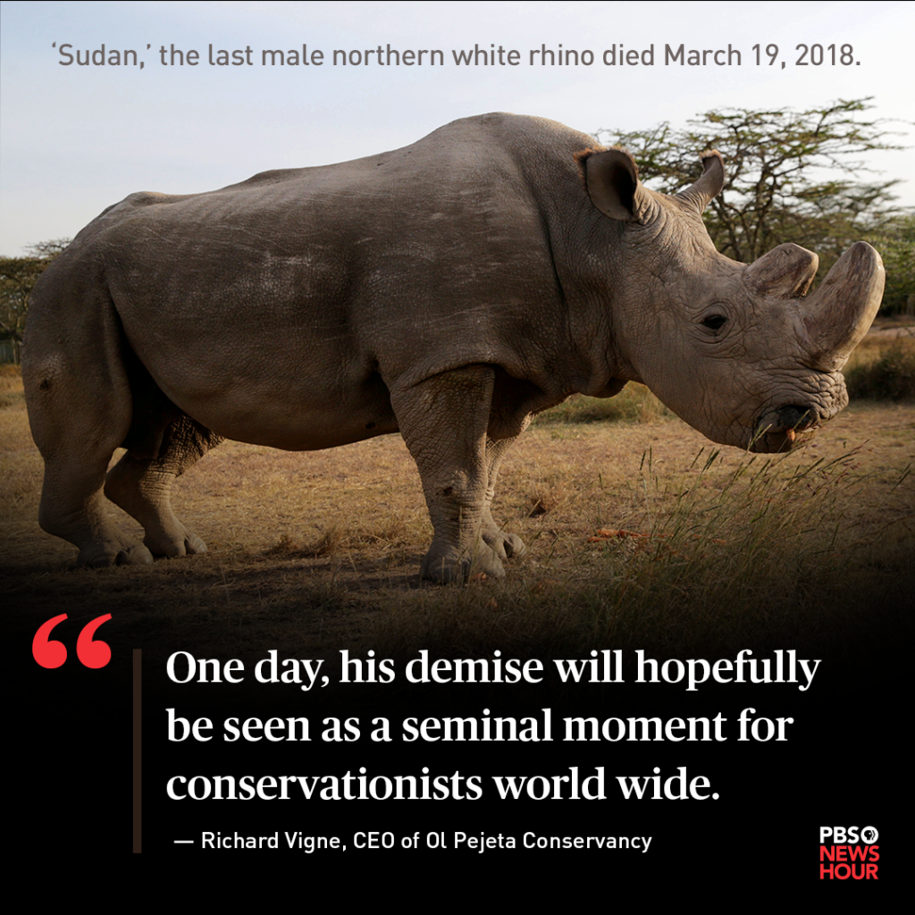 Бегемот слон носорог крокодил ,Лев