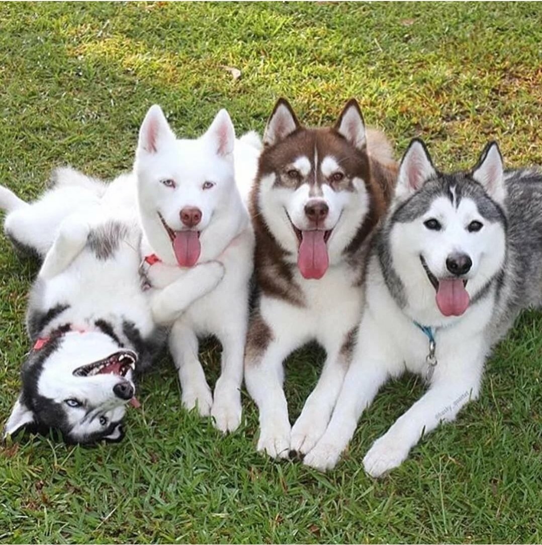 Щенки хаски и лайки