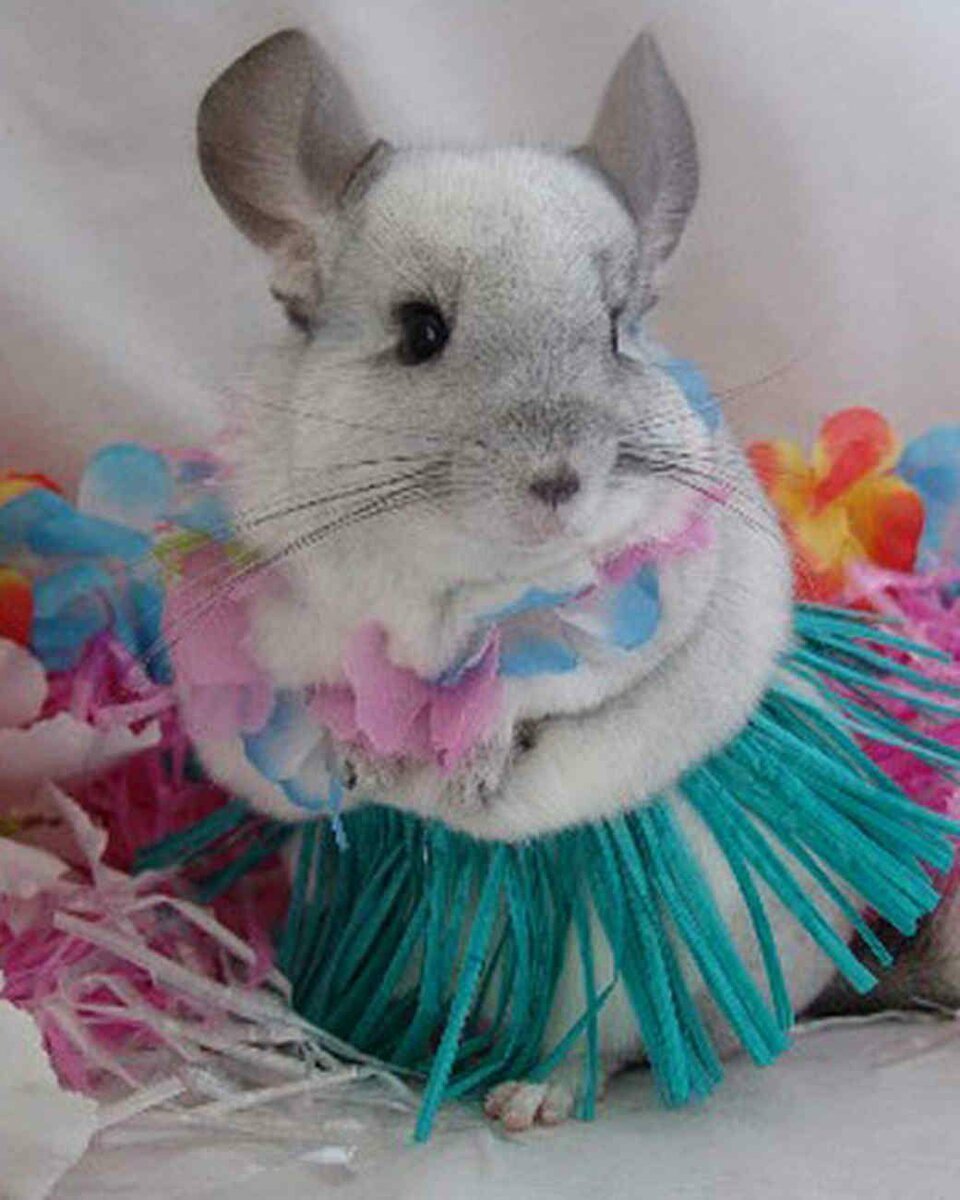Наряжаная шиншилла