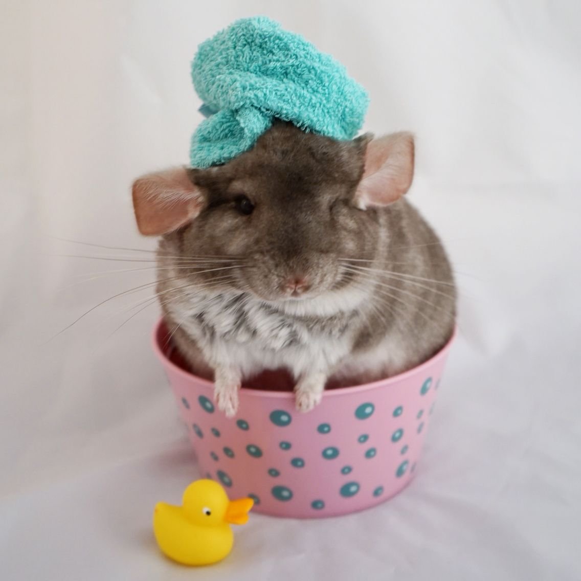 Сицилийская шиншилла