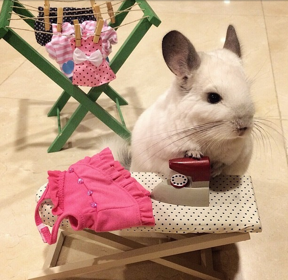 Счастливая шиншилла