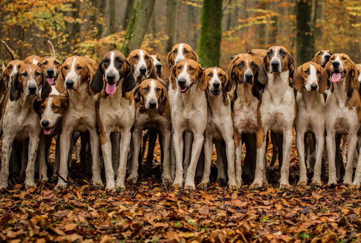 Крутая охотничья собака