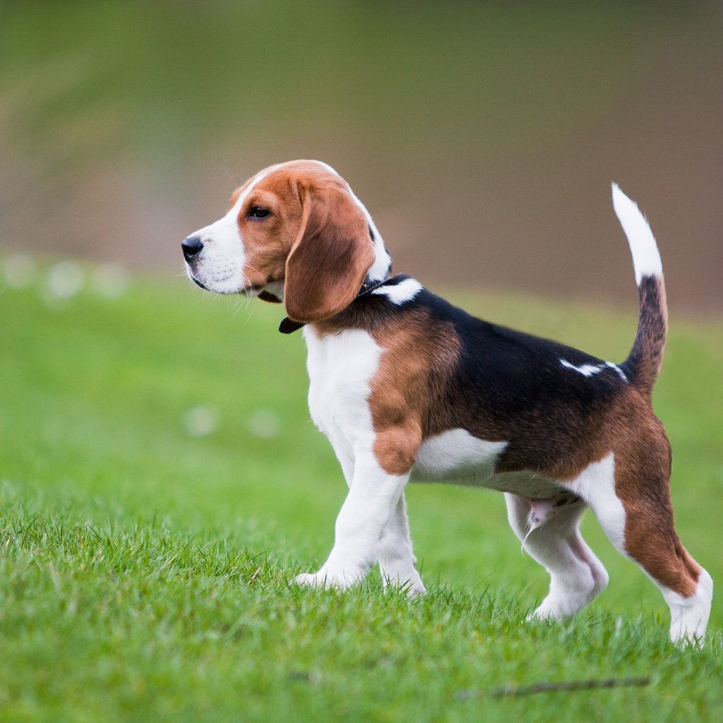 Стая гончих