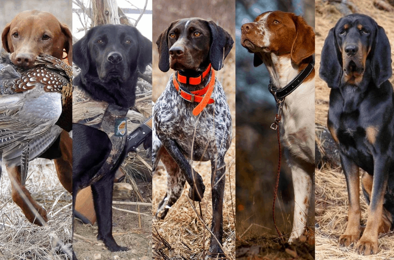 Породы охотничьих собак фото с названиями