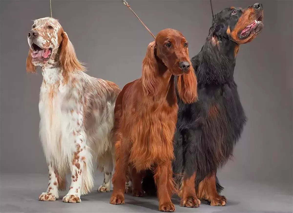 Триин Уокер кунхаунд