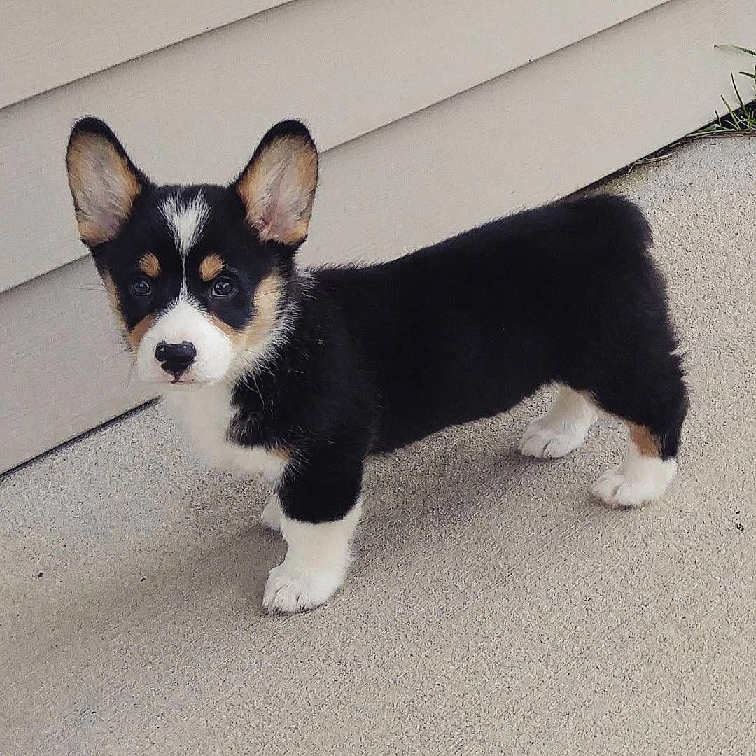 Вельш корги пемброк зима