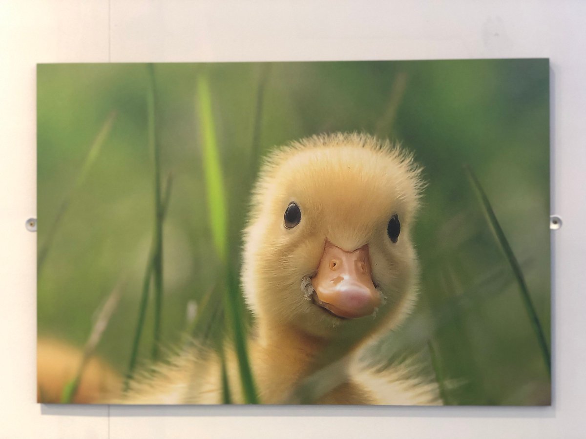 Утенок смотрит в камеру