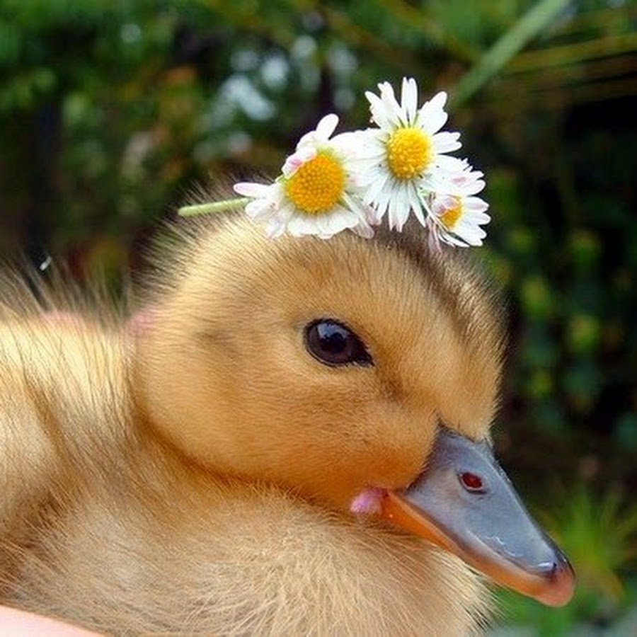 Красивая уточка