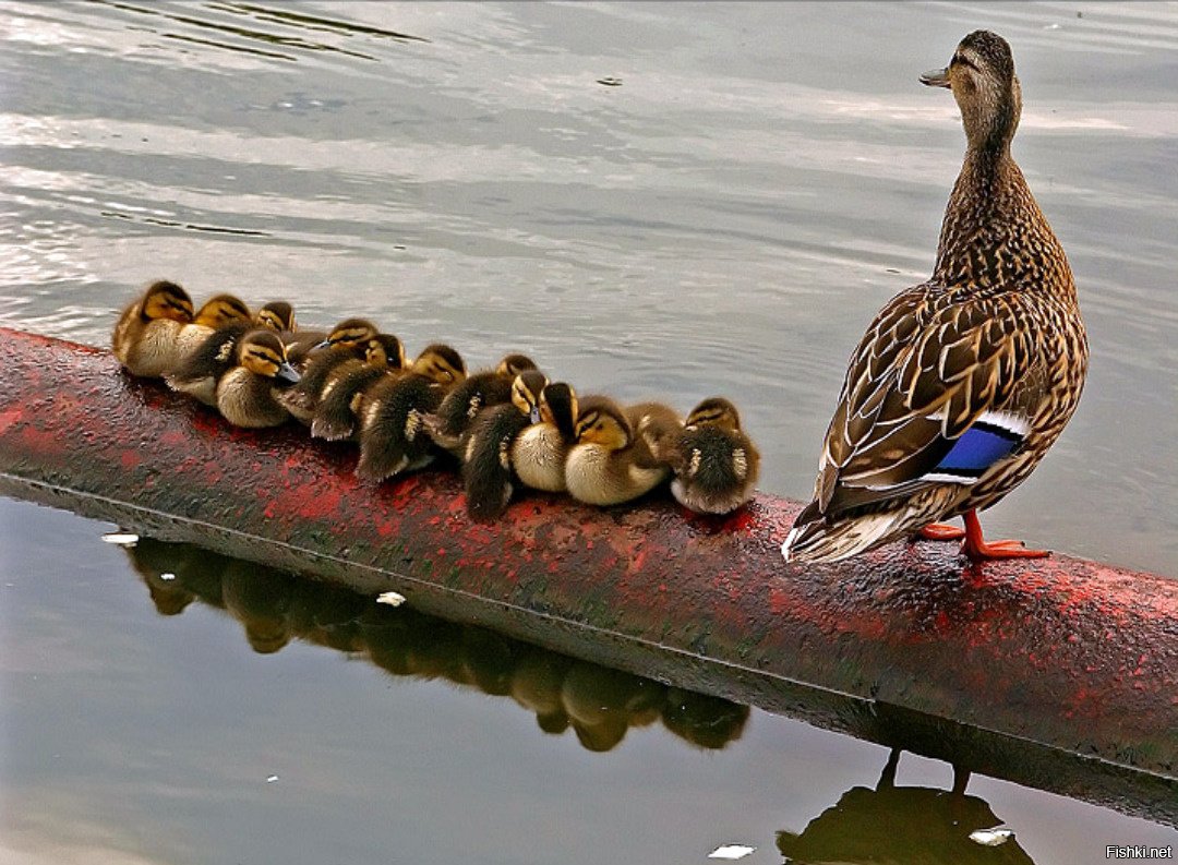 Выводок птиц
