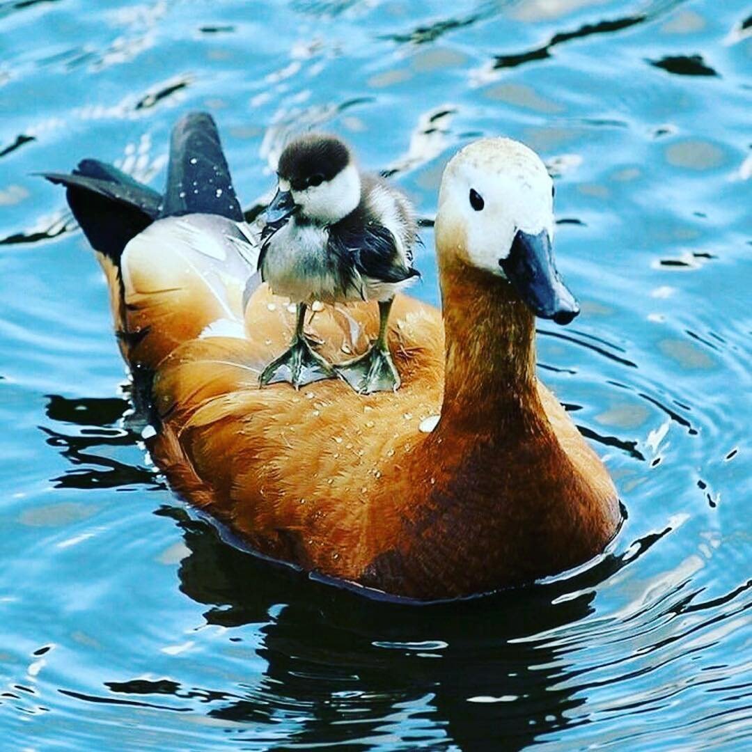 Самец утки Огарь