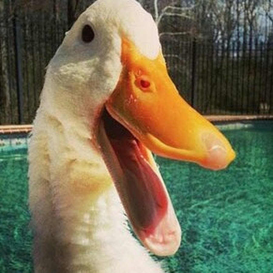 Веселые гуси