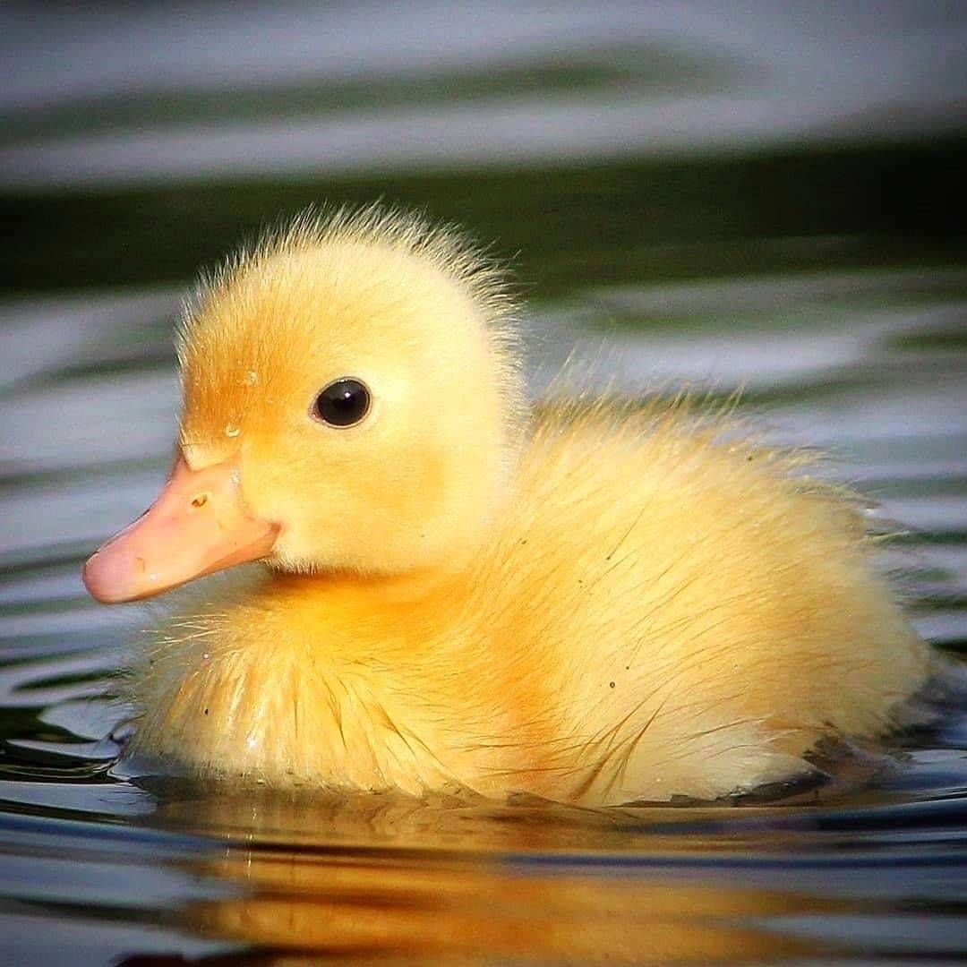 Селезень домашний