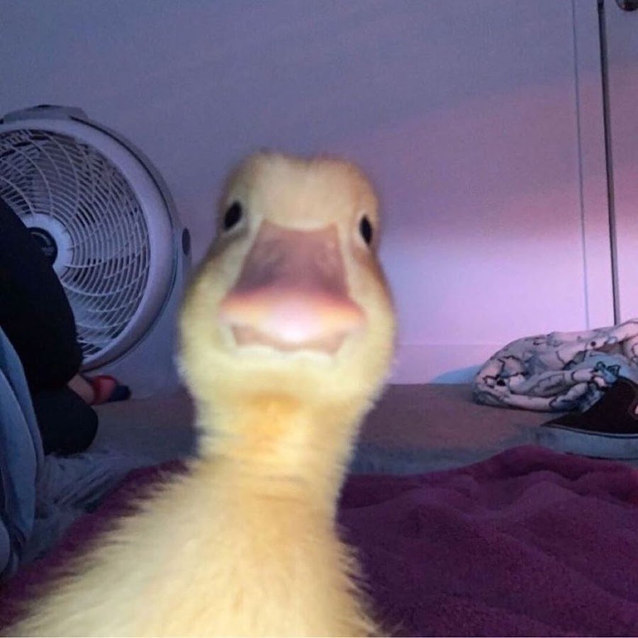 Утка селфи Мем