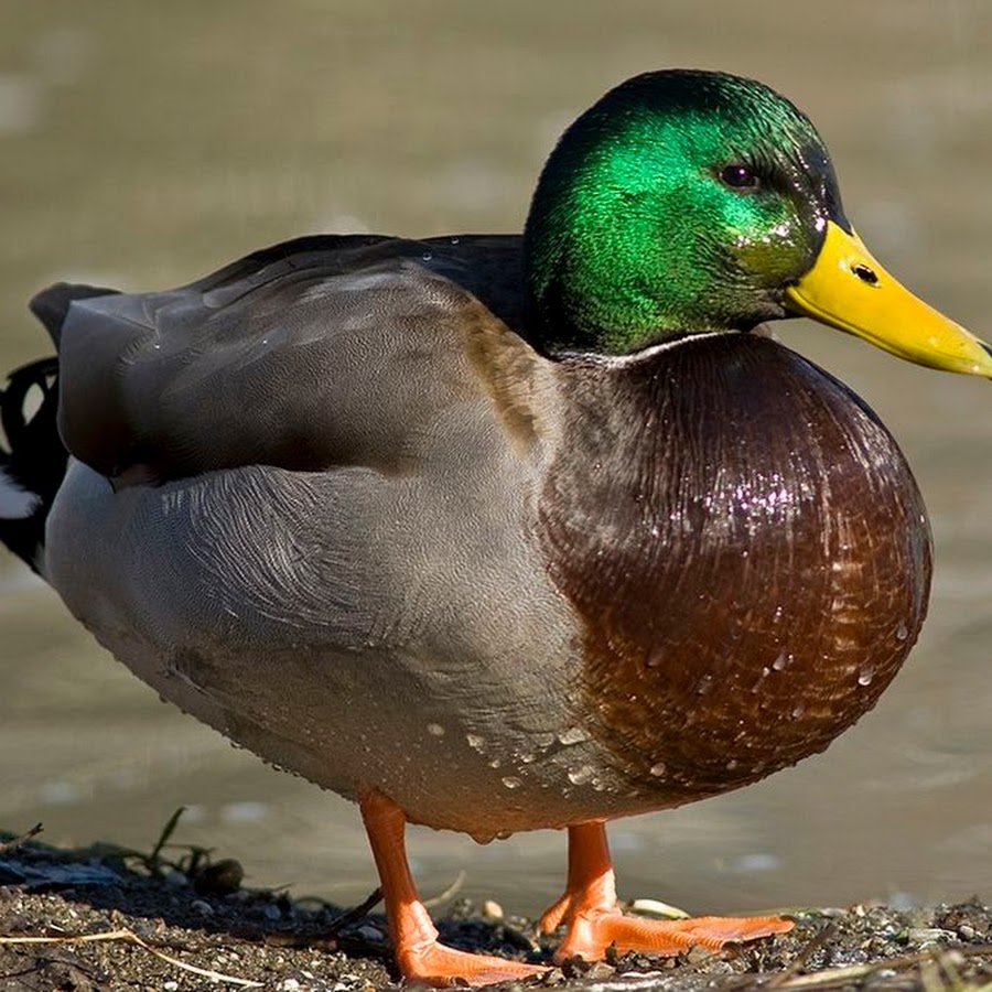 Огромная утка Живая