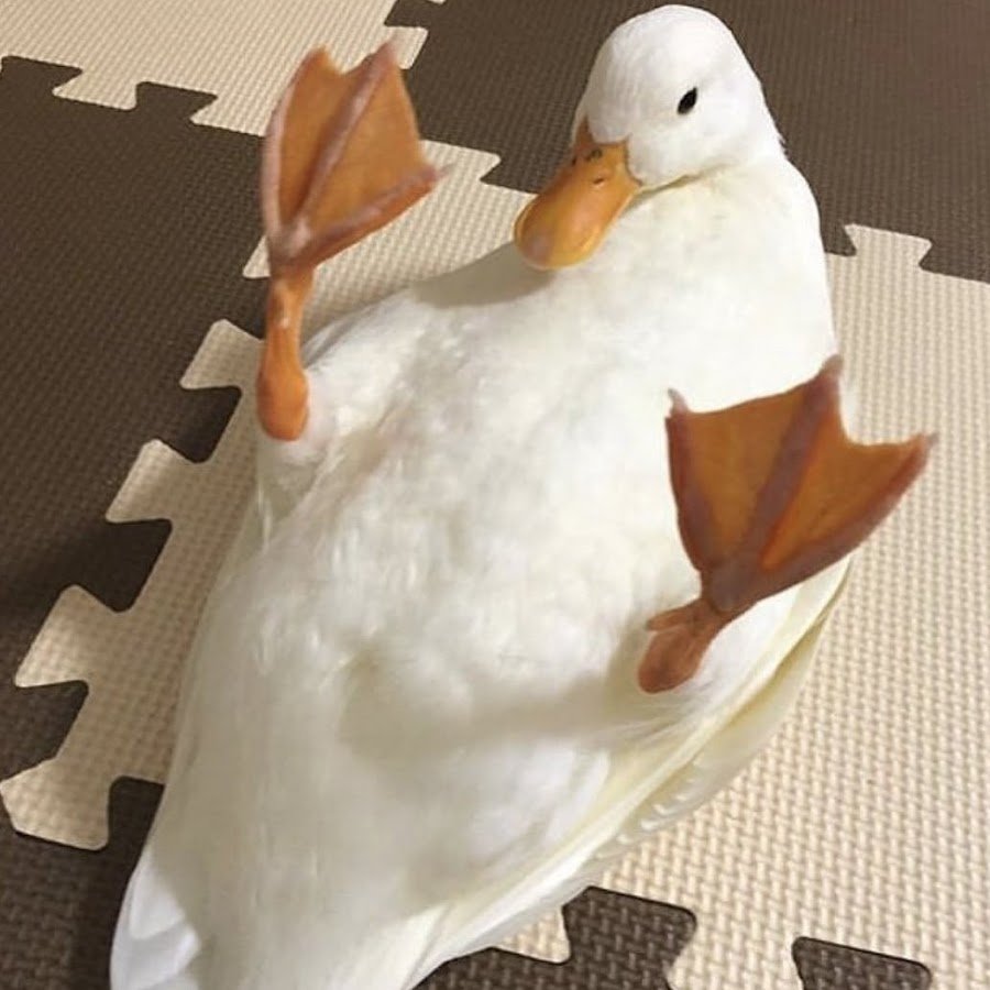 Утенок селфи