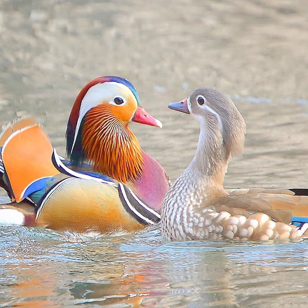 Утка Мандаринка селезень