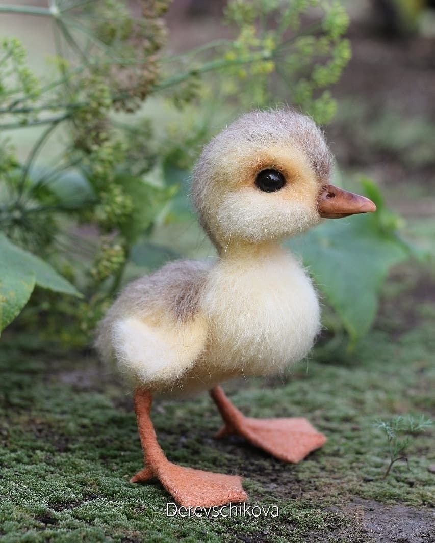 Утка мальчик