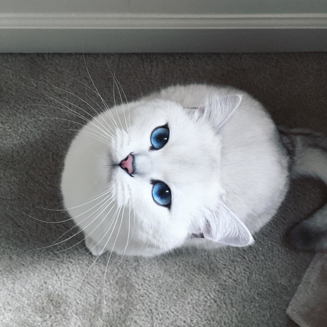 Коби голубоглазый красавец