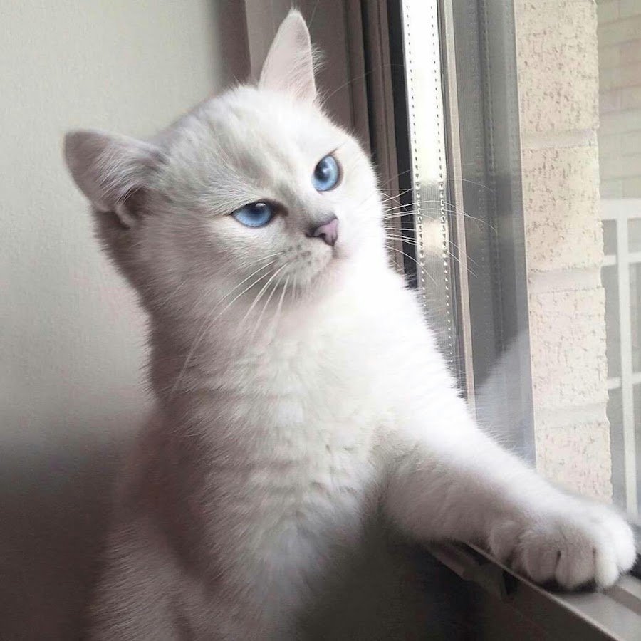 Британец котенок голубоглазый