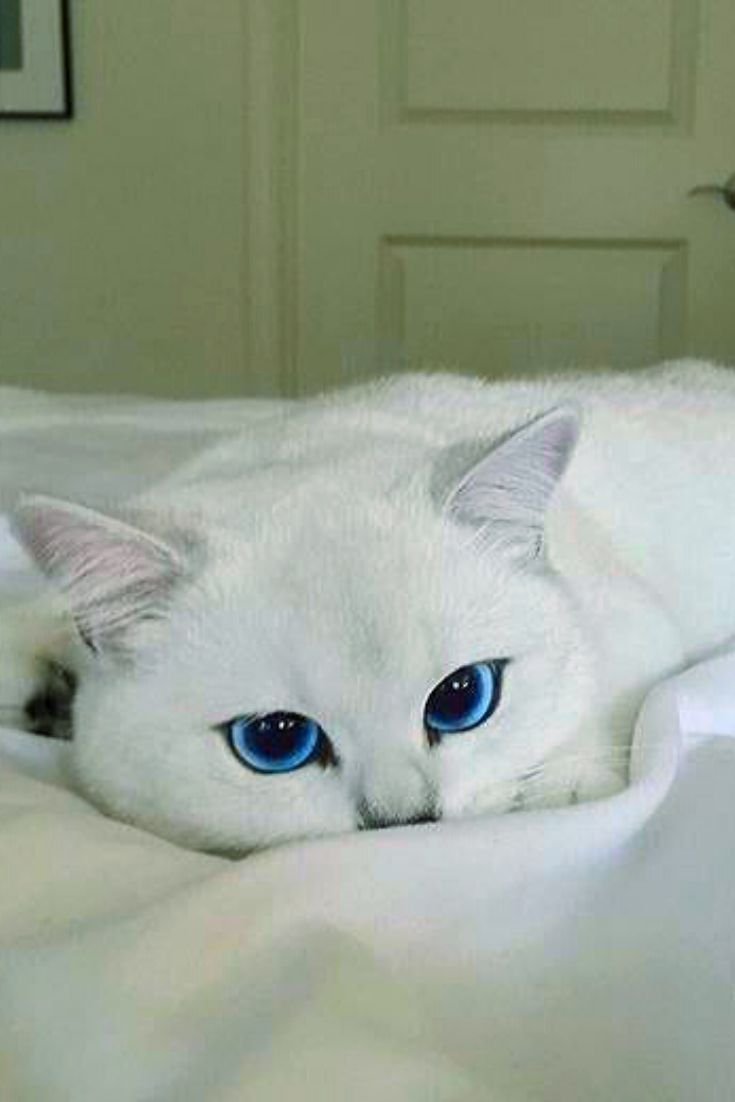 Белый кот Коби