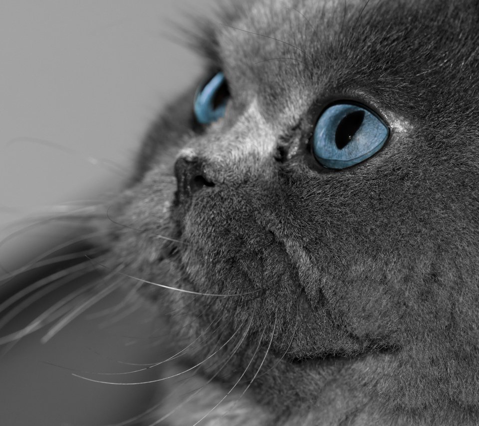 Серый кот с голубыми глазами