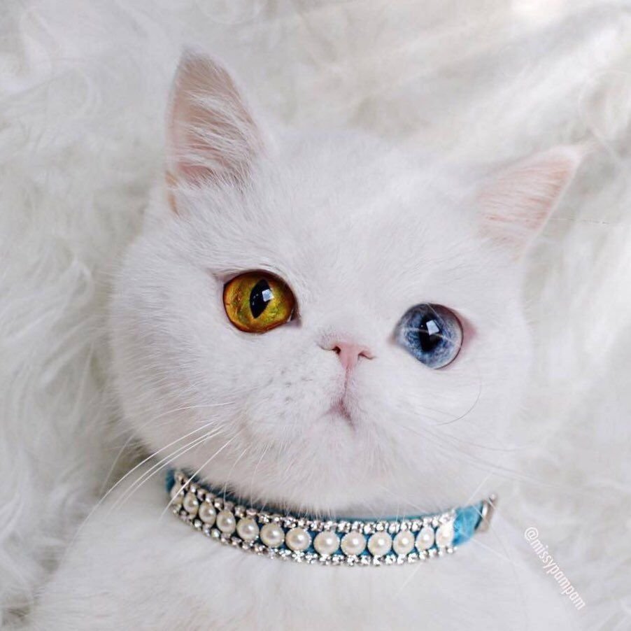Белая Персидская кошка с разными глазами