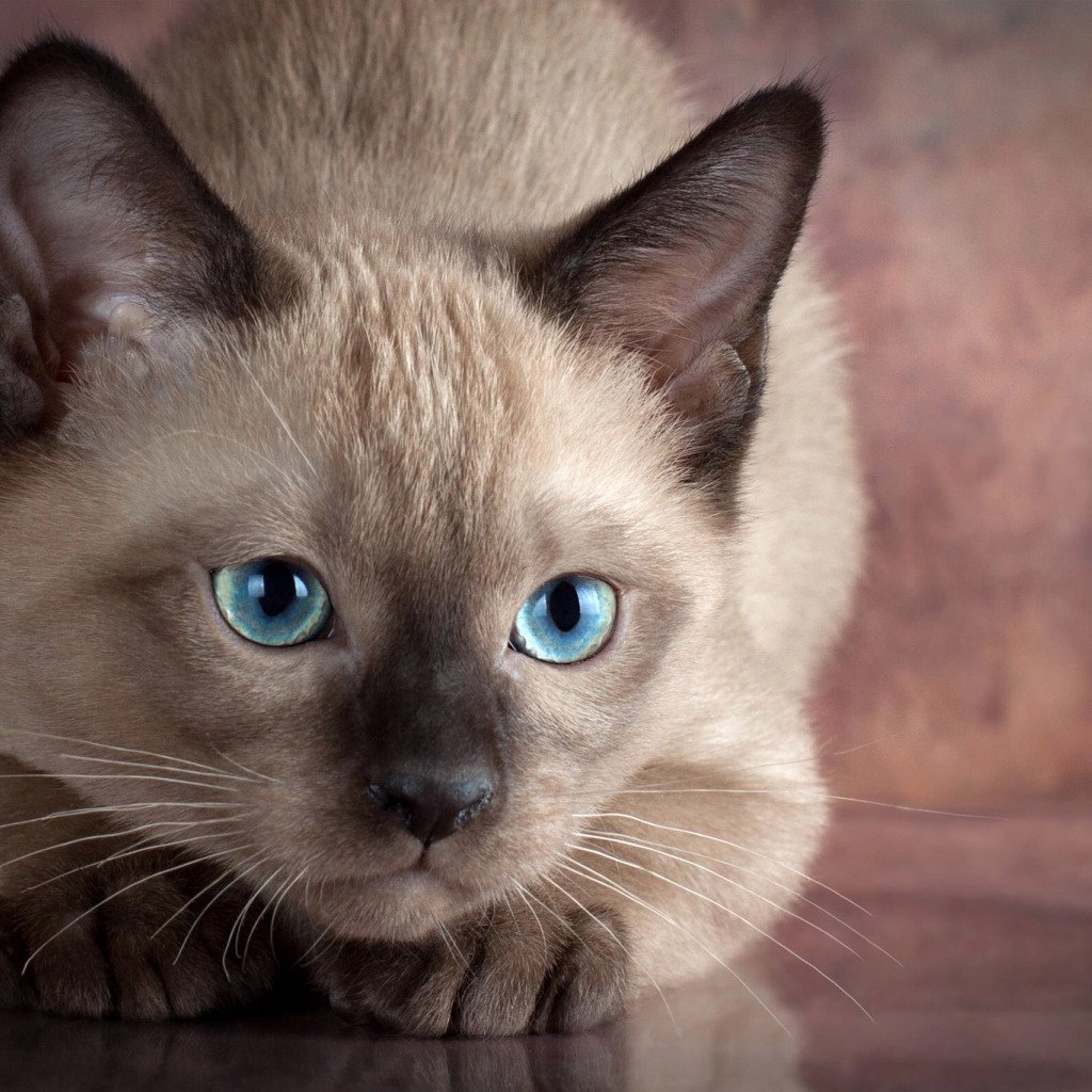 Алтайская голубоглазая кошка