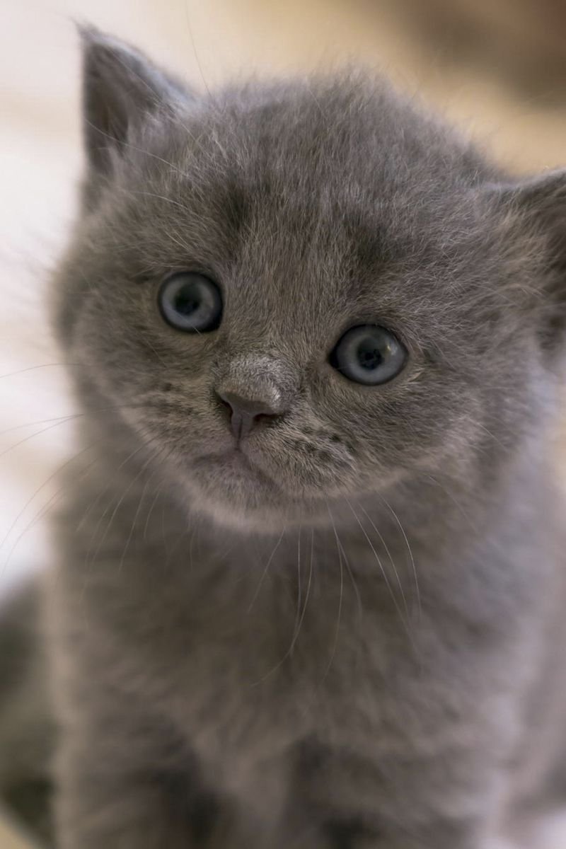 Британские голубоглазые котята