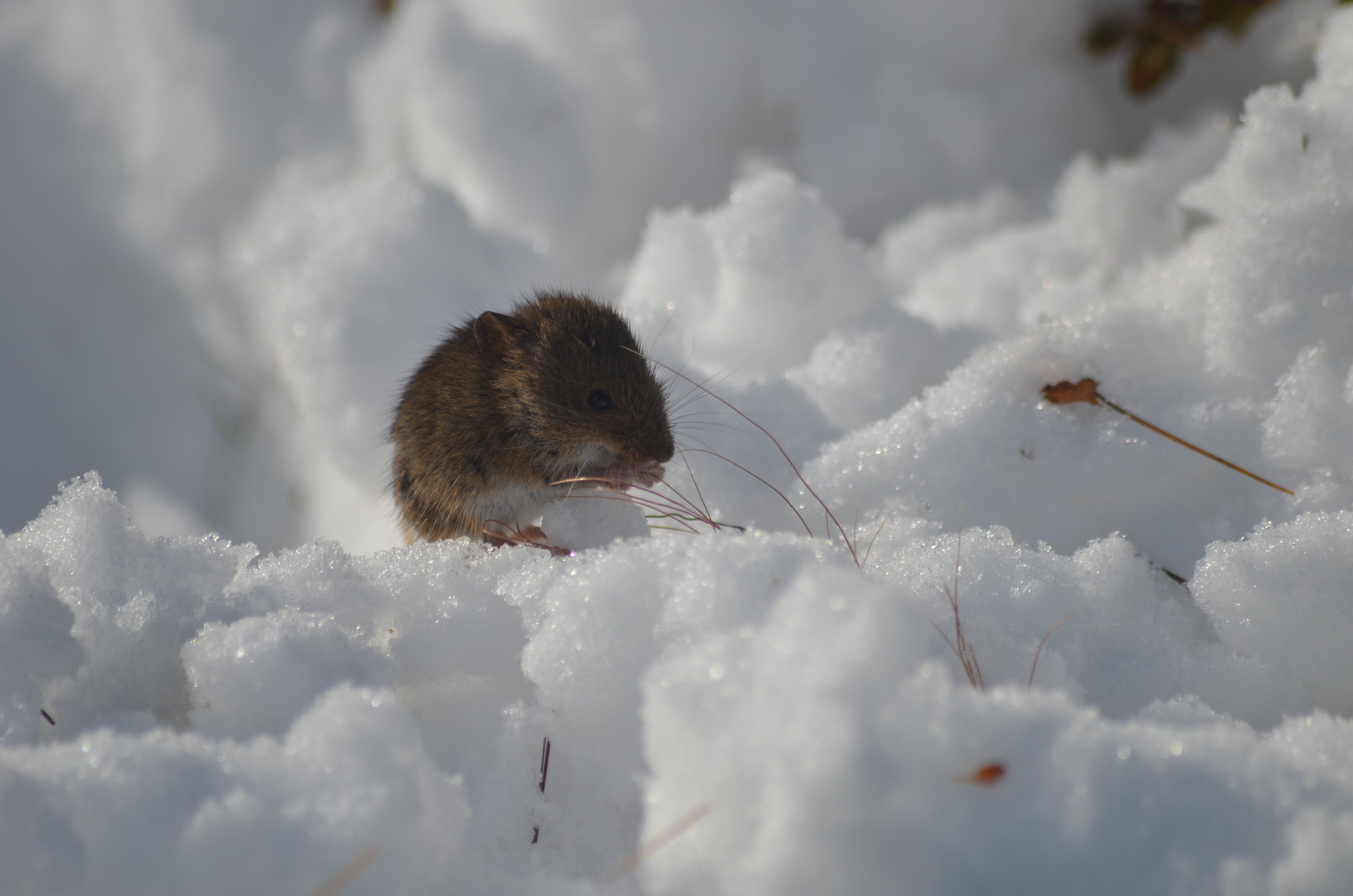 Полевые мыши зимой. Полевка мышь зимняя. Мышь полевка зимой. Полевка хомяк. Мышь в снегу.