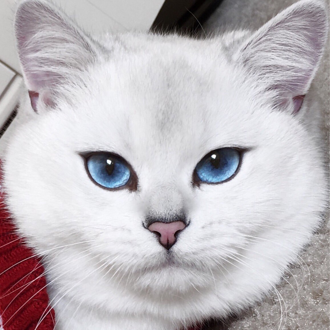 Кошка с подведенными глазами