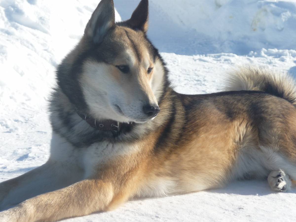 Хаски короткошерстные