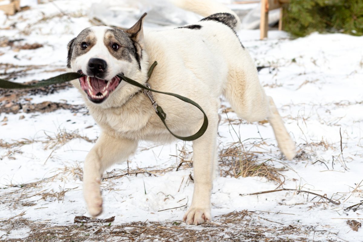 Среднеазиатская лайка