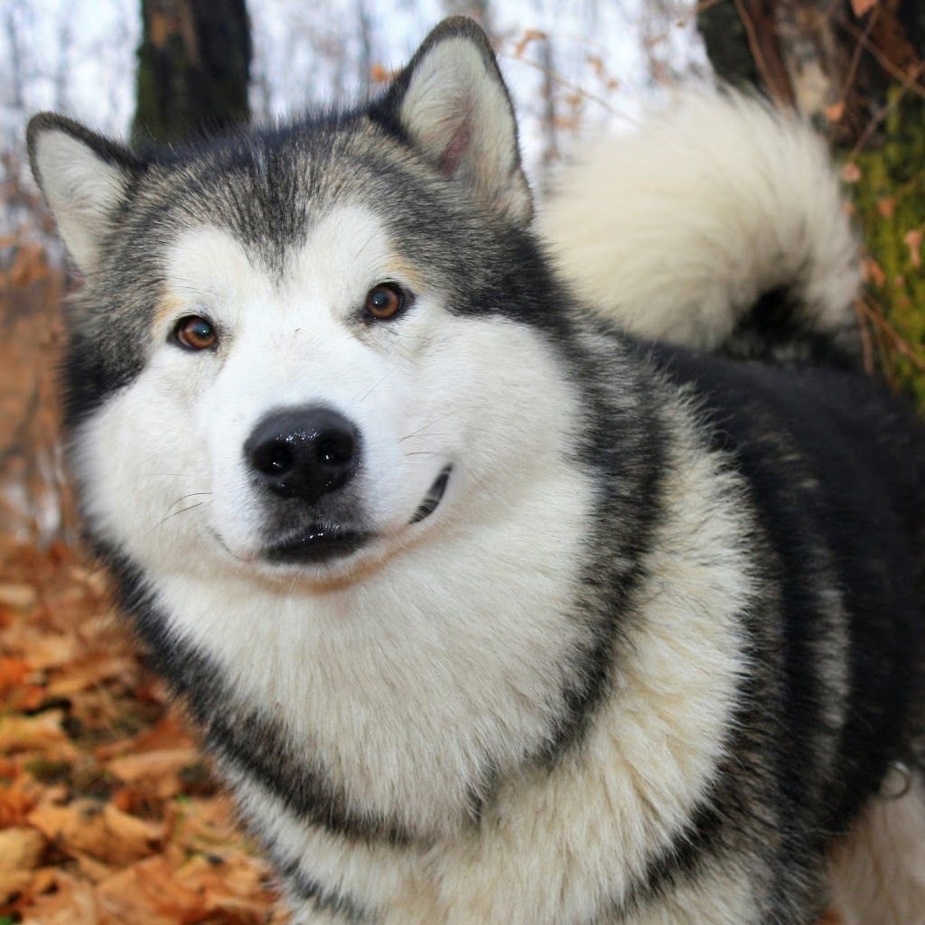 Западносибирская лайка