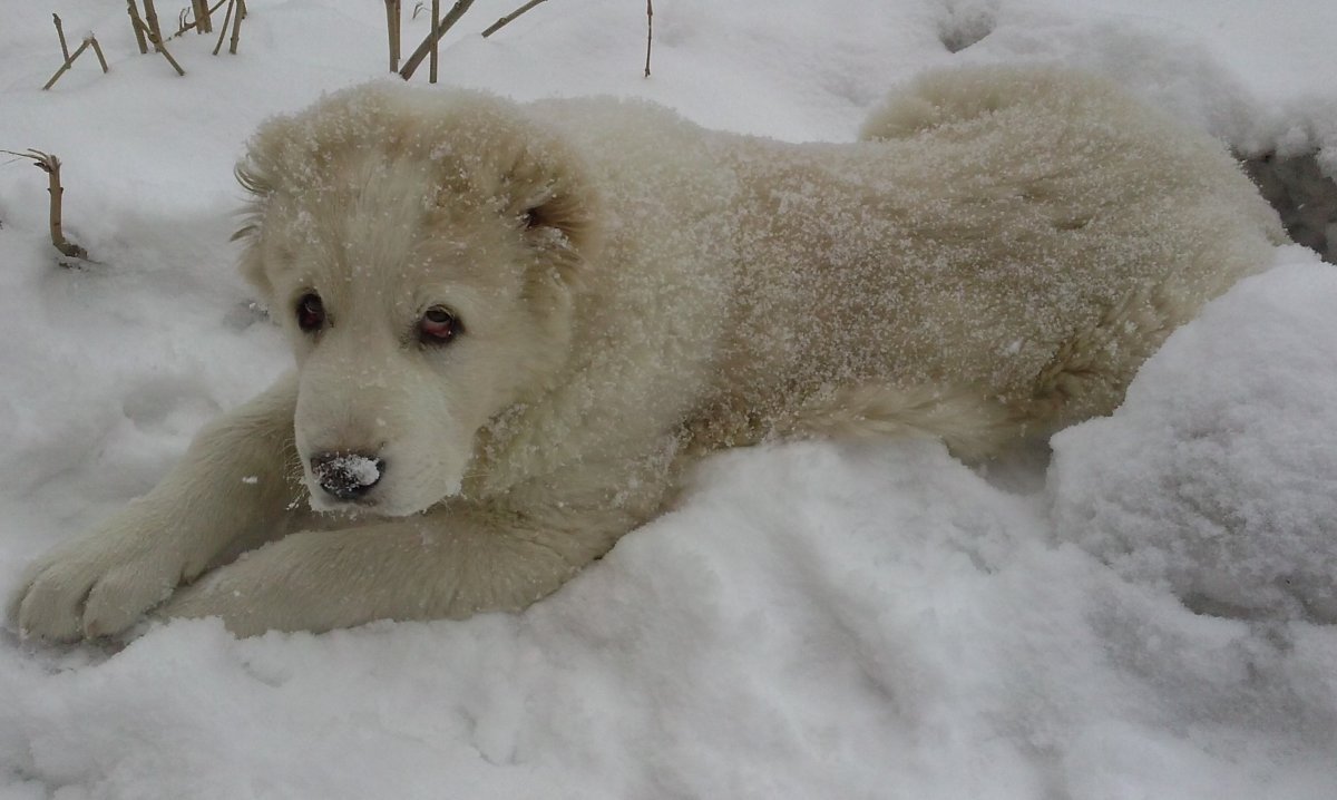 Собака Западносибирская лайка