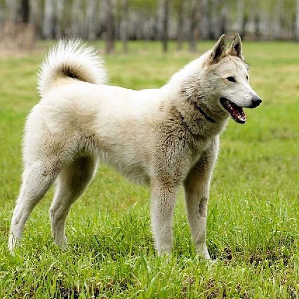 Среднеазиатская лайка фото щенков