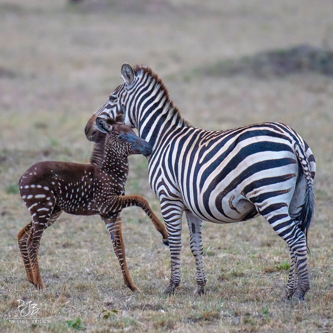 Маленькие Животные Африки