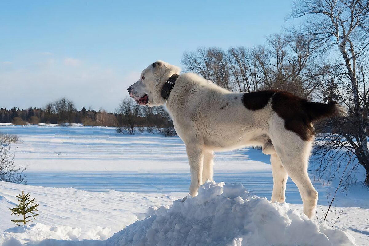 Аляскинский маламут белый