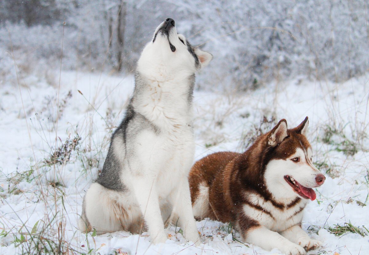 Сибирская лайка хаски
