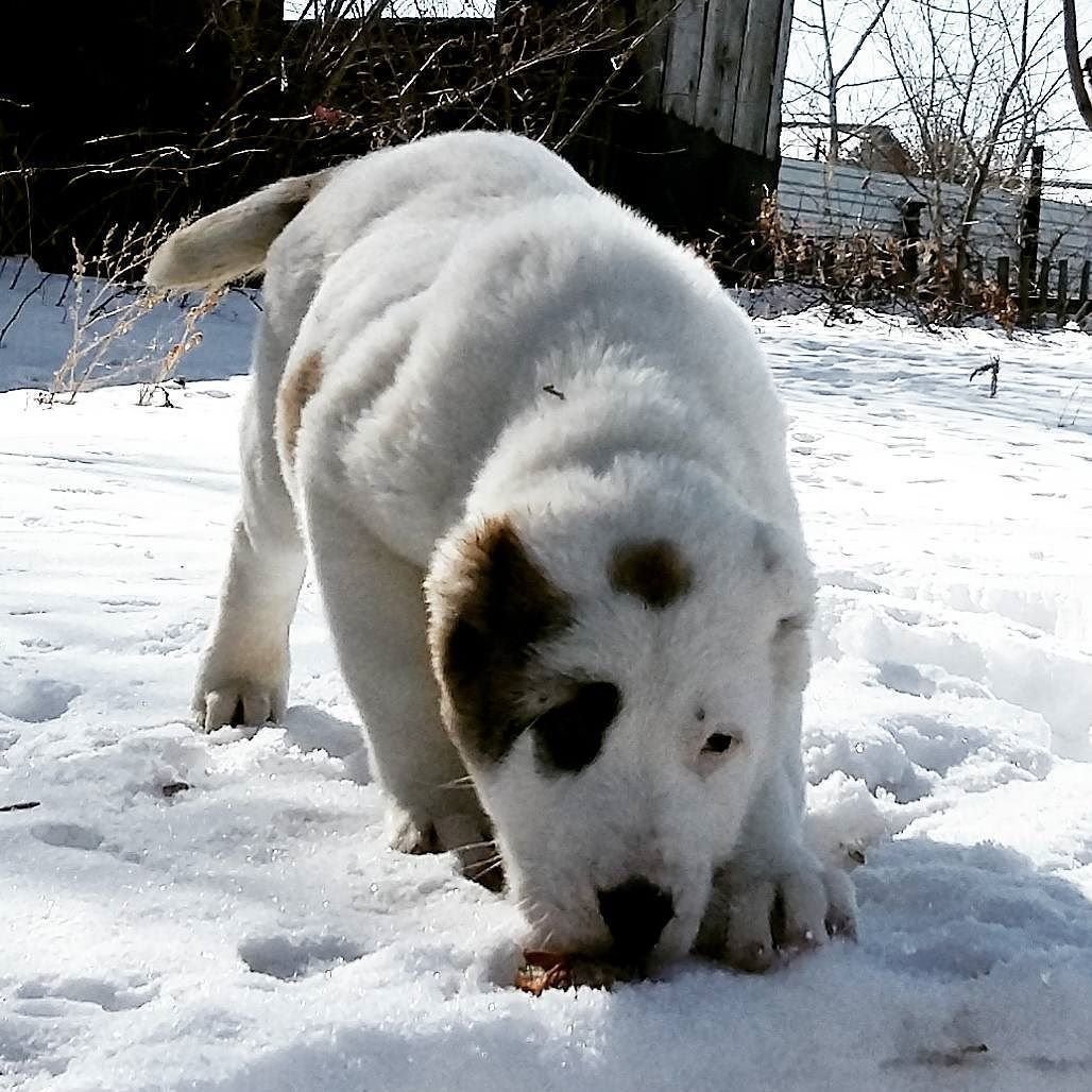 Снежная собака вид животных