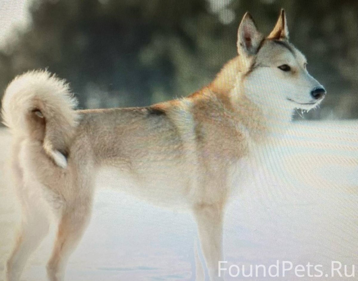 Среднеазиатская овчарка алабай белые